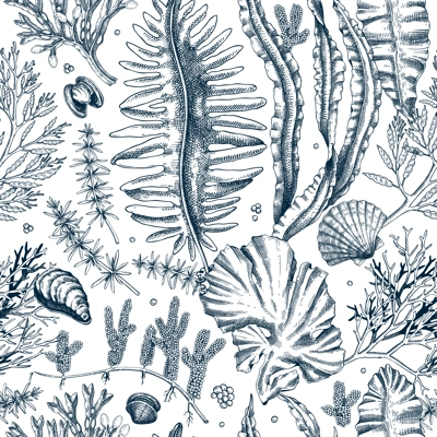 Sea life background. Edible seaweed seamless pattern. Hand-drawn kelp, kombu, wakame, hijiki, sea shells illustrations. Underwater plants and algae sketches style. For print, menu design or wrapping